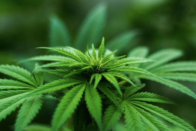Arkansas Medical Marijuana Expansion Measure Falls Short of Signatures, Group Vows Legal Action