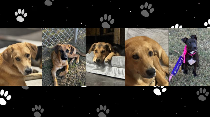 Local Dog Trainer Expands Efforts to Find Forever Homes for Foster Puppies