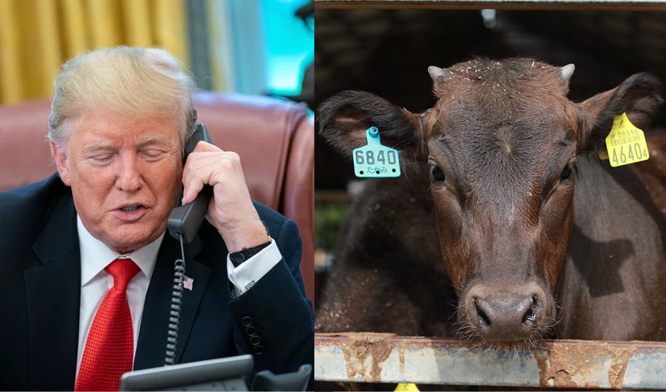 Arkansas Ranchers Criticize Trump’s Plan to Import Argentine Beef