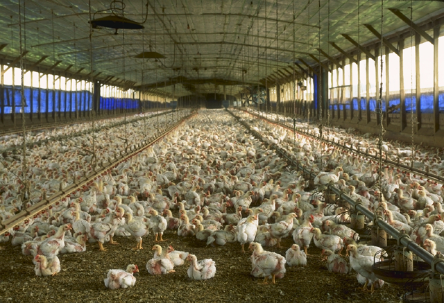 What the Illinois River Ruling Means for Arkansas Poultry Growers