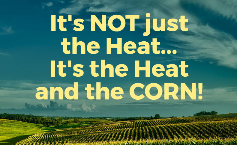Understanding “Corn Sweat”: How Fields Influence Summer Weather