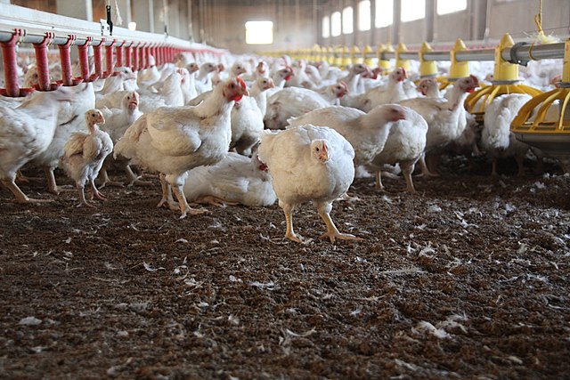 Farmers File Federal Lawsuit Against Executives of Arkansas Poultry Company Cook’s Venture