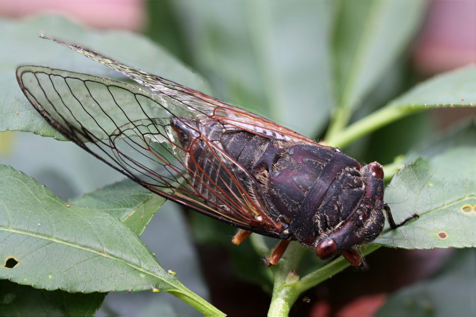 Cicada Brood XIV Emerges in 2025: What Arkansas Residents Might See