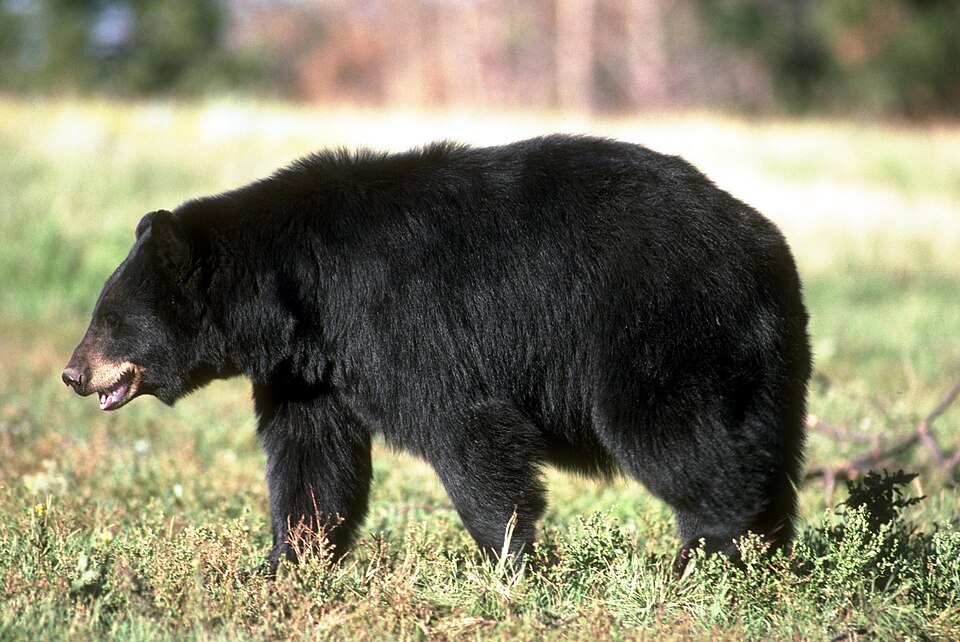 DNA Clears Bear Killed in Newton County; Search Continues for Bear in Fatal Attack