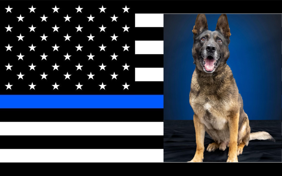 Retired K9 Beau, Hero of Arkansas Highways, Passes at Age 12