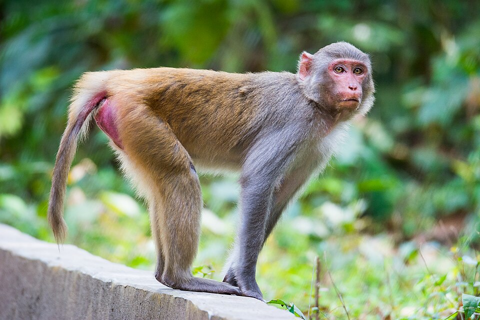 Monkey Mayhem: Escaped Rhesus Monkeys Recounted After Truck Crash in Jasper County