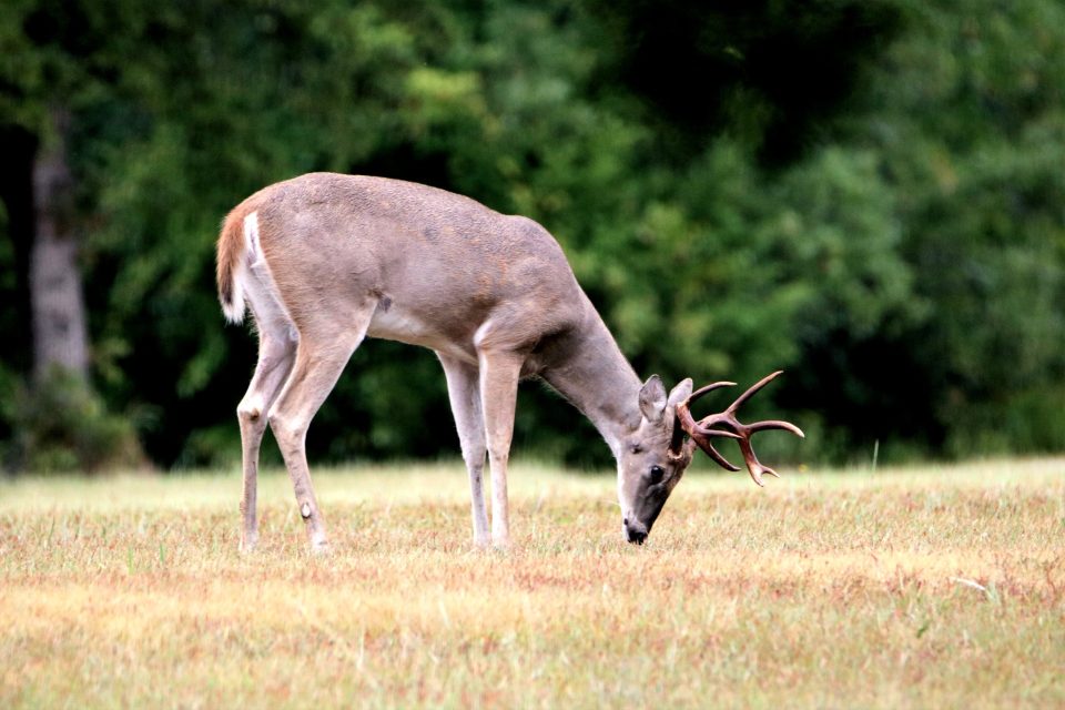 Registration Opens for 2026 Urban Archery Deer Hunts in North-Central Arkansas